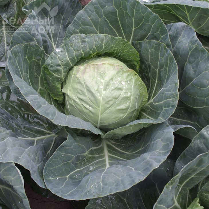 Бетті F1 / Betti F1,55-65 днів фото 1