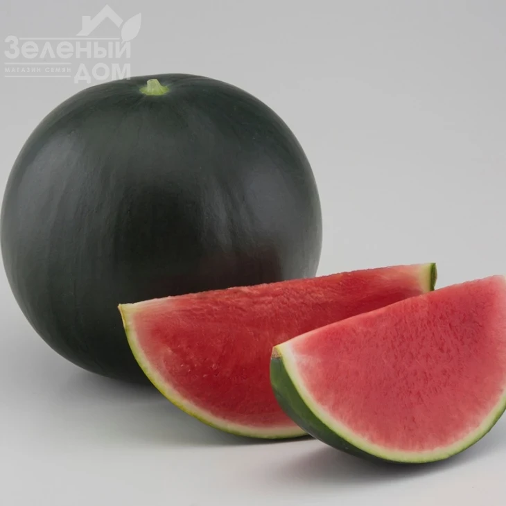 Морена F1 / Morena F1, 60-62 дня фото 1