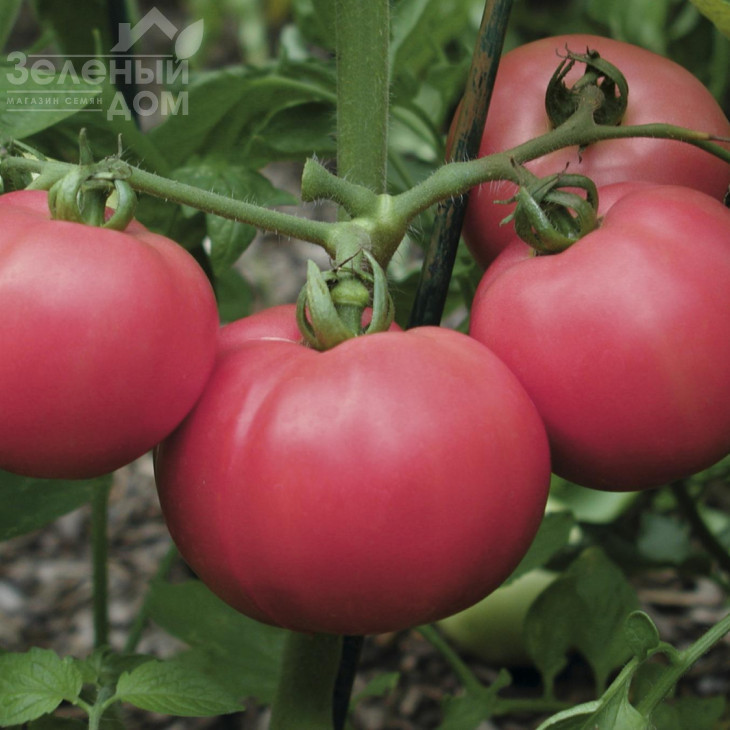 Торбей F1 / Torbay F1,70-75 днів фото 2