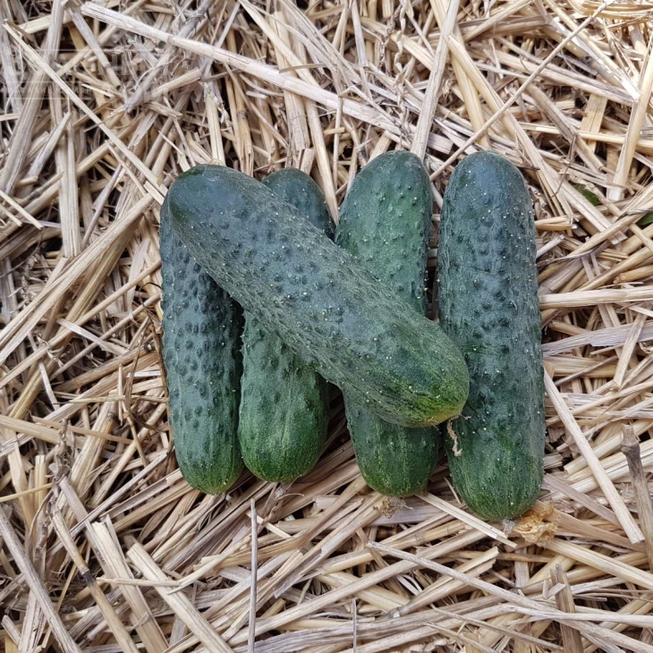 Мария F1 / Mariya F1,39-41 день фото 1