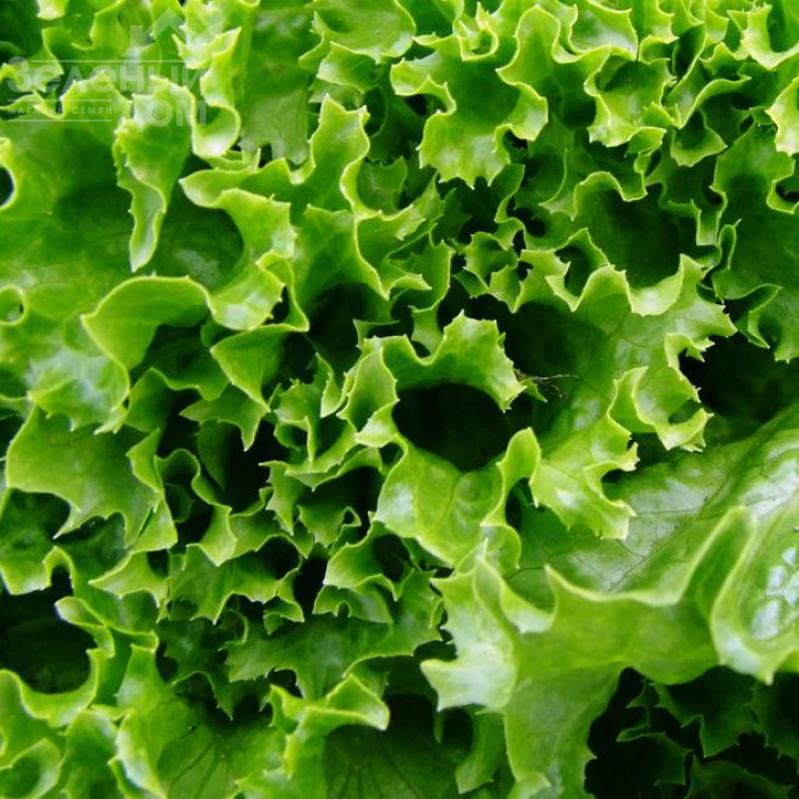 Златава / Zlatava фото 1