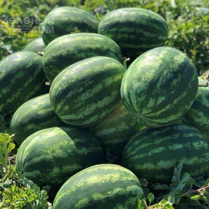 Балатон F1 / Balaton F1, 60-62 дні фото 3