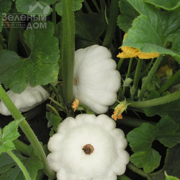 Патінова / Patinova,45-50 днів фото 1