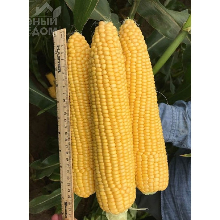 Драйвер F1 / Drayver F1 фото 1