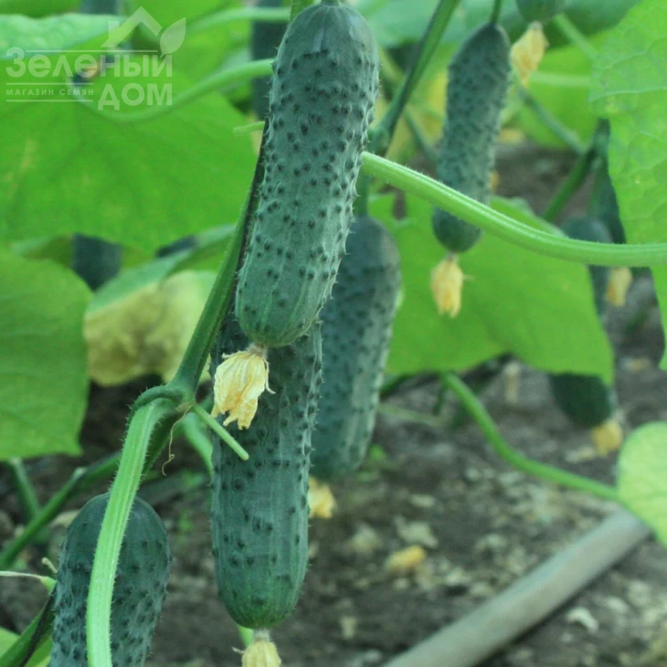 ТС 17-0311 F1 / TS 17-0311 F1 фото 2