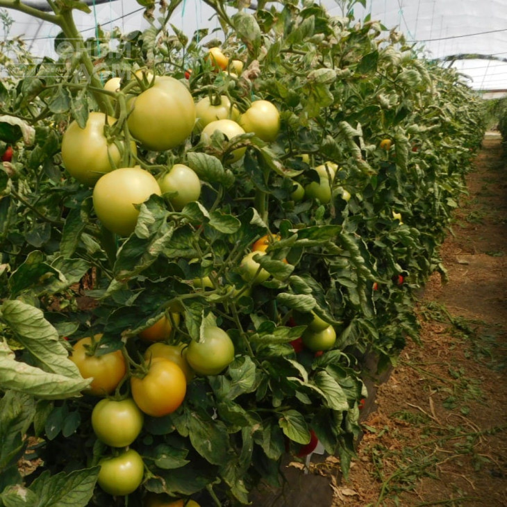 Аудаз F1 / Audaz F1 фото 2