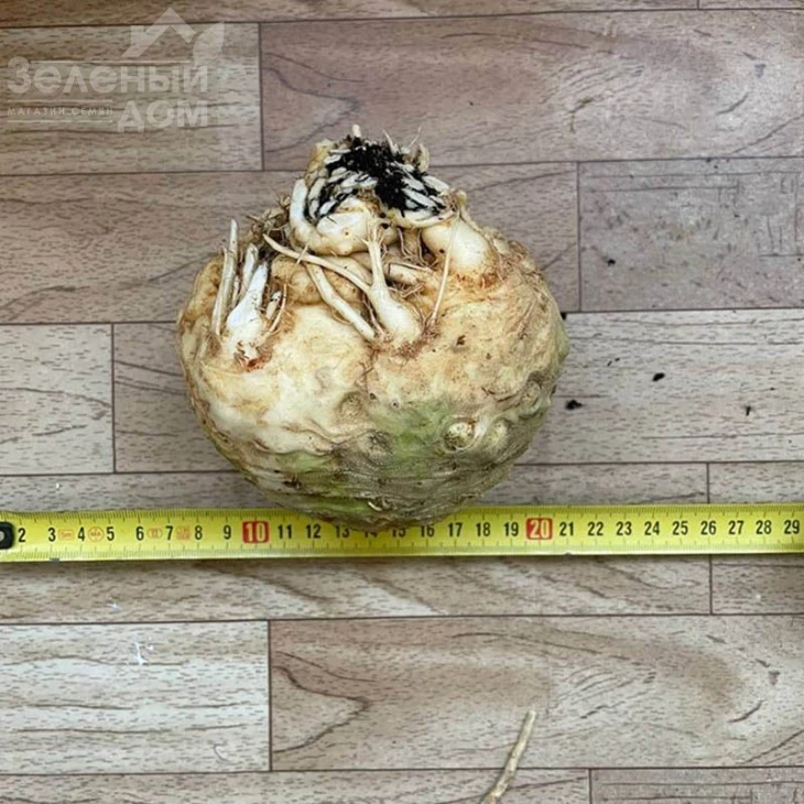 Вольт F1 / Volt F1 фото 2