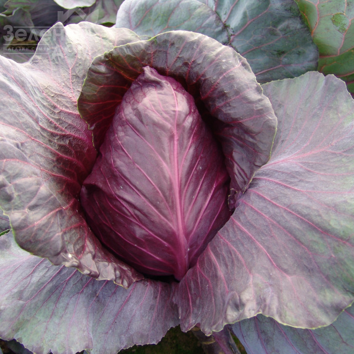 Калібос / Kalibos,105-110 днів фото 1