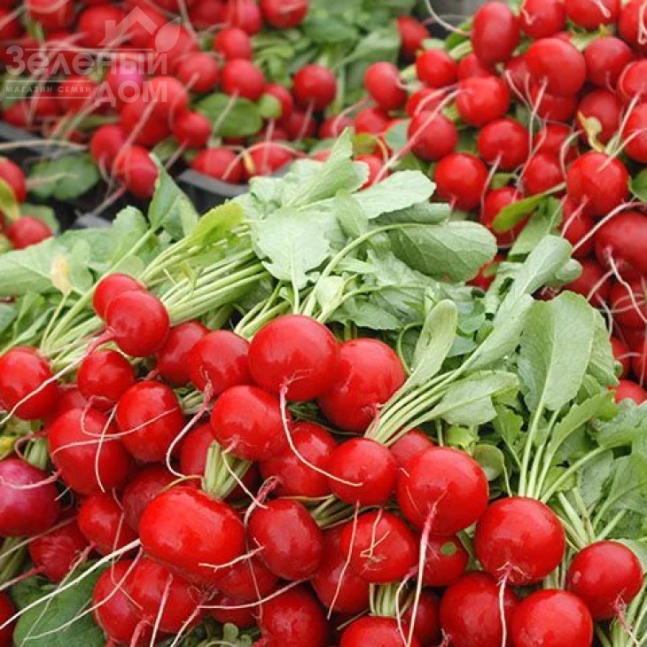 Эскала F1 / Eskala F1,20-25 дней фото 1