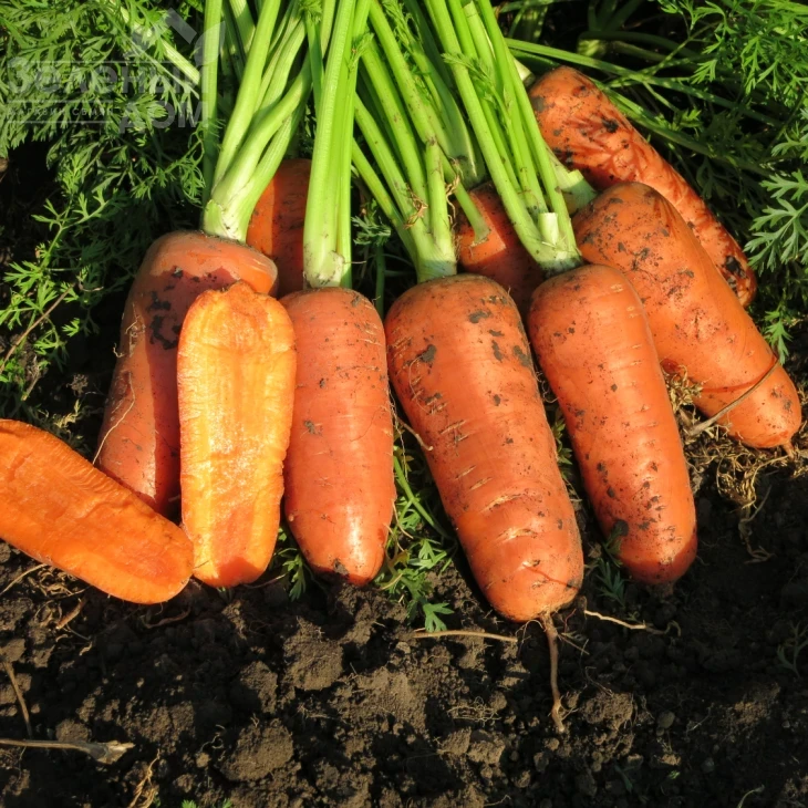 Абако F1 / Abaco F1,110 дней фото 6