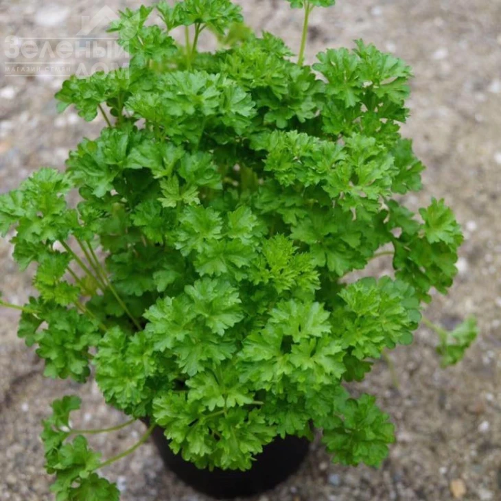 Вега / Vega,60-70 дней фото 1