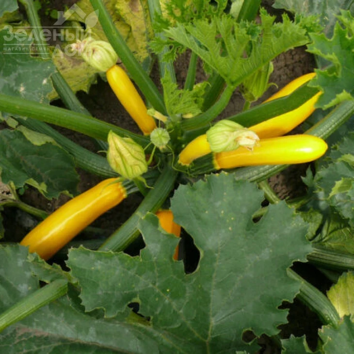 Голдстик F1 / Goldstik F1,45 дней фото 2