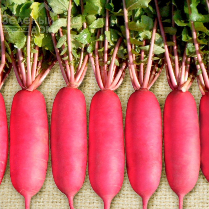 Шай F1 / Shy F1,60 днів фото 1