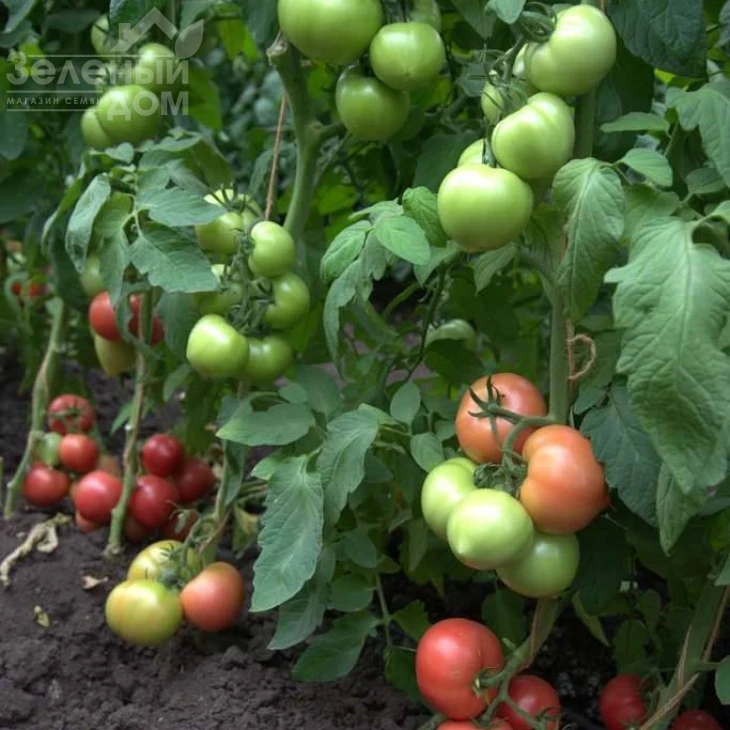 Санрайз F1 / Sunrise F1 фото 2