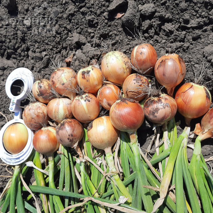 Орленда F1 / Orlenda F1,105-110 днів фото 4