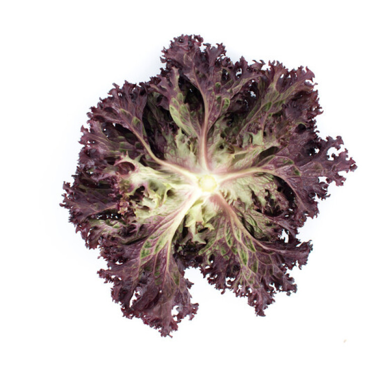 Сенсібель / Cencibel фото 2