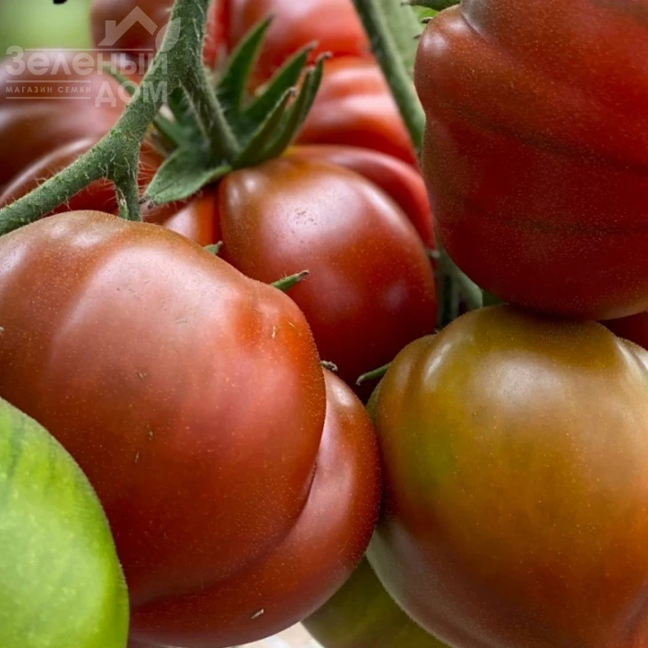 Браун Кой F1 / Brown Coy F1,105-115 дней фото 4