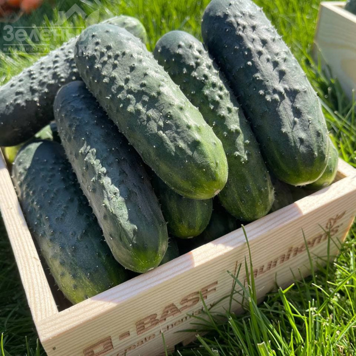 Елітор F1 / Elitor F1 фото 2