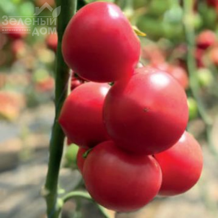 2676  F1 / 2676 F1 фото 1