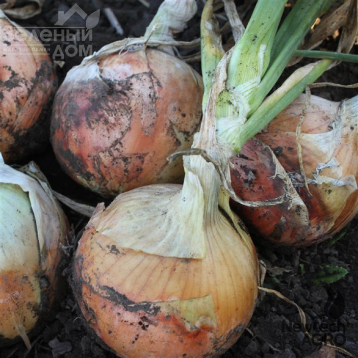 Фенікс F1 / Phenix F1, 85-90 днів фото 2