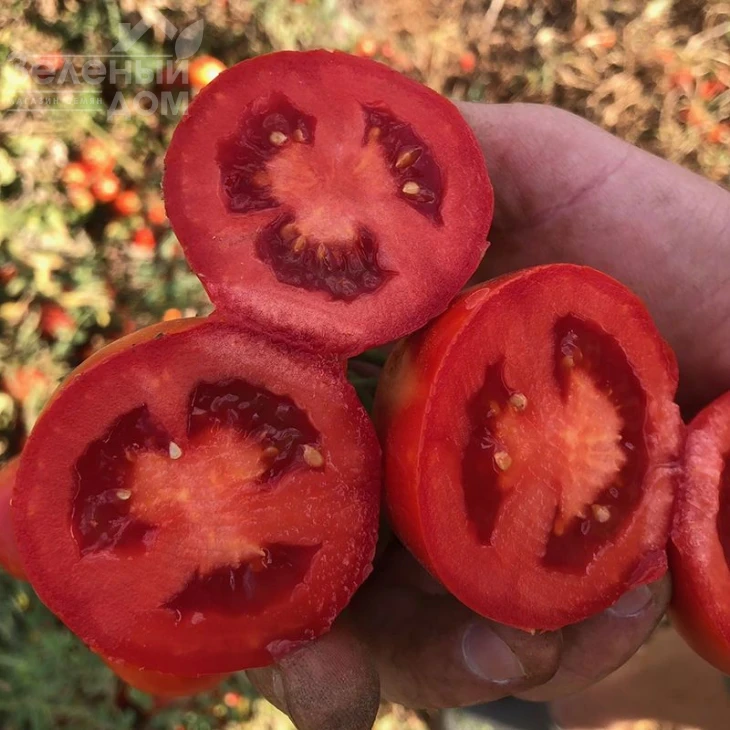 2123 F1 / 2123 F1,110-115 дней фото 1