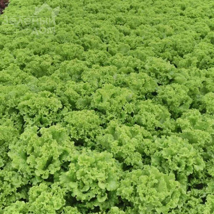 Эллин F1 / Ellin F1 фото 2