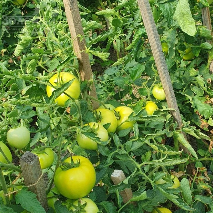 Климон F1 / Klimon F1, 67-72 дней фото 7