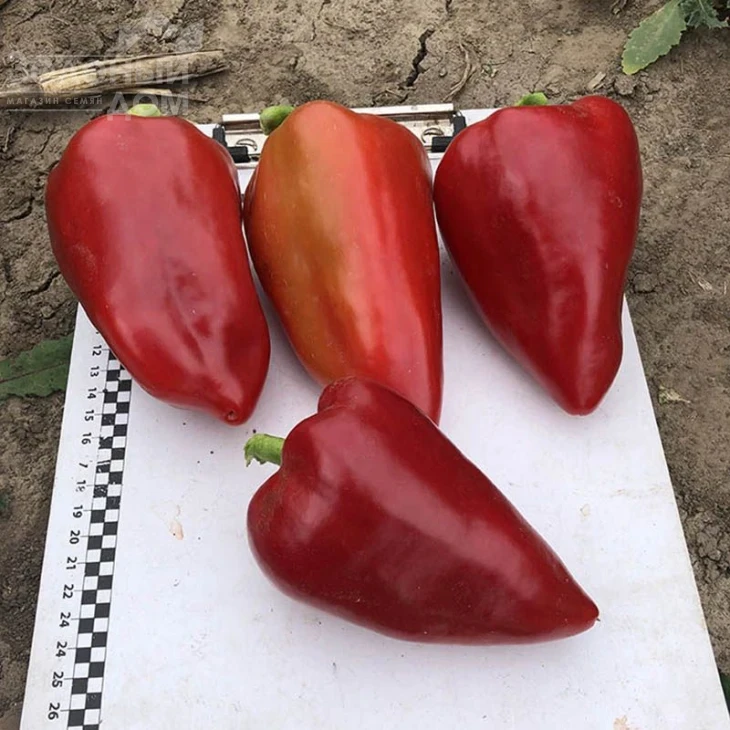 Кольт F1 / Kolt F1,50-55 дней  фото 1