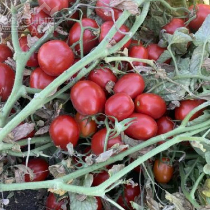 6107 F1 / 6107 F1 фото 4