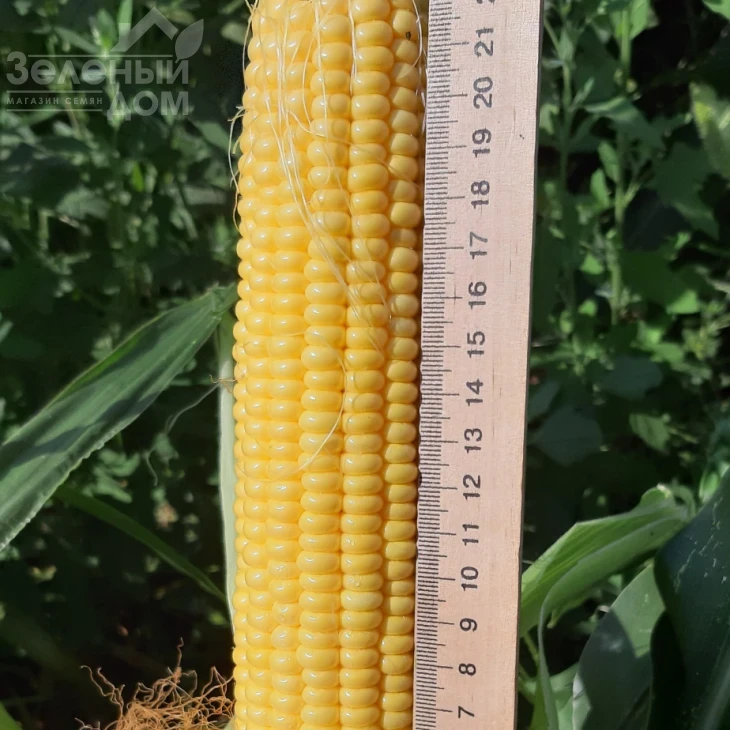 Сансвит F1 / Sansweet F1, 75-78 дней фото 1