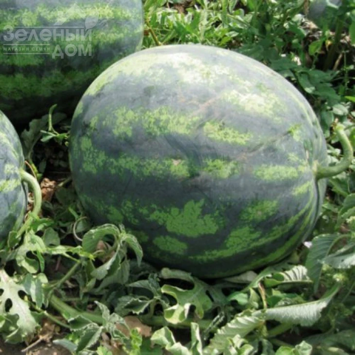 Зенго F1 / Zengo F1,70-75 дней фото 2