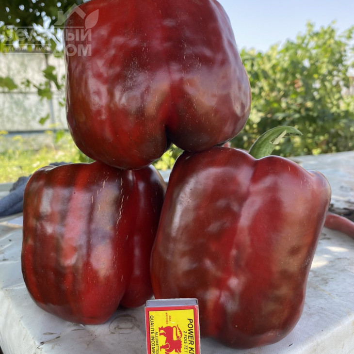 Вангард F1 / Vangard F1,85 днів фото 2