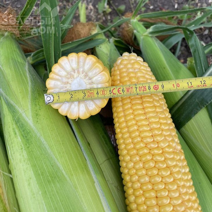 Нокаут F1 / Nokaut F1,80-82 дні фото 4