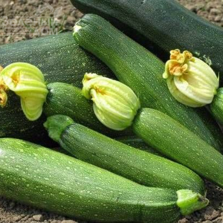 Дінастія F1 / Dynasty F1 фото 1