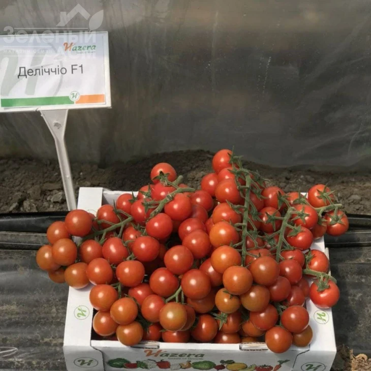 Деличчио F1 / Deliccio F1 фото 2