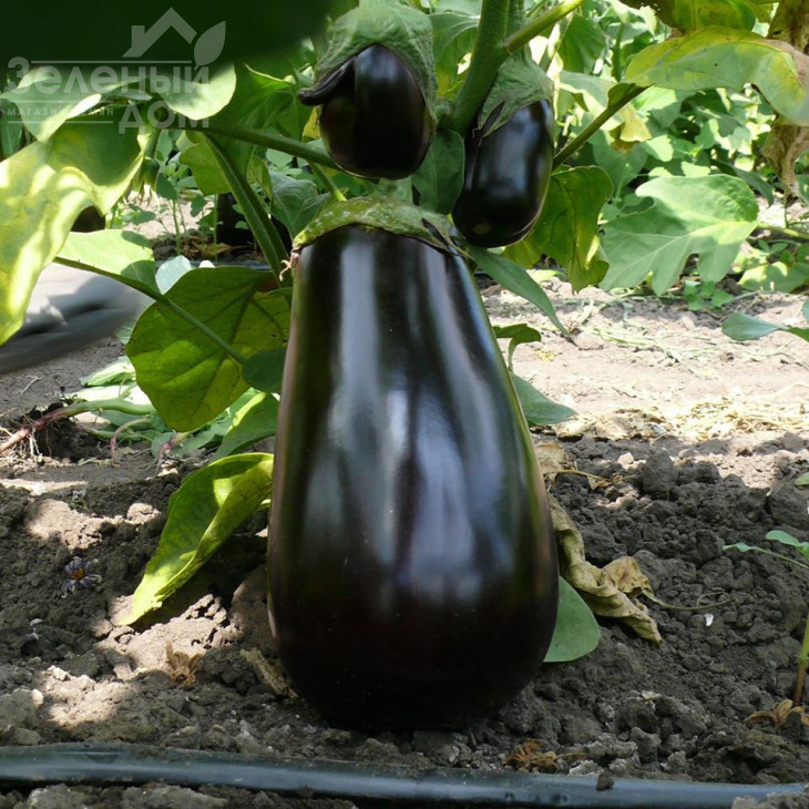 Модар F1 / Modar F1, 60 днів фото 4