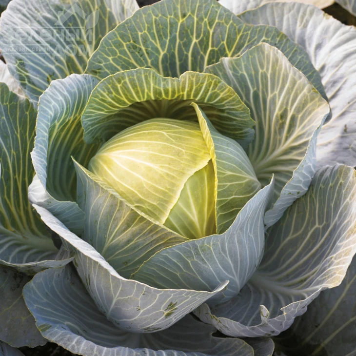 Киластор F1 / Kilastor F1,130-135 дней фото 1