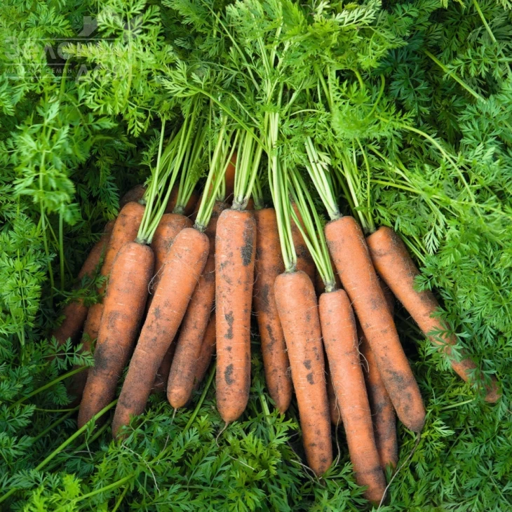 Ниланд F1 / Niland F1,131 день фото 3