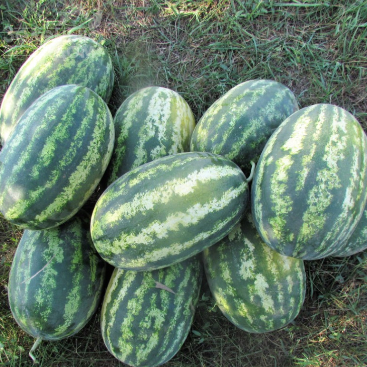 ЛС 1667 F1 / LS 1667 F1,62-65 днів фото 1