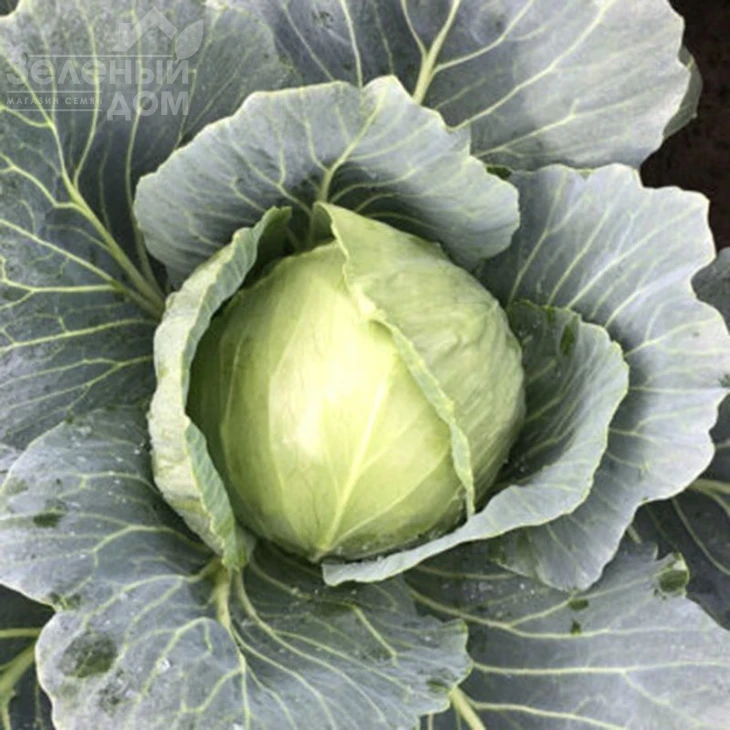 Вирджиния F1 / Virdzhiniya F1, 45-50 дней фото 5