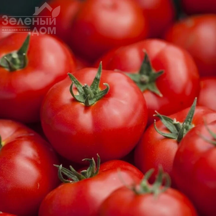 Бодерин F1 / Boderin F1,58-60 дней фото 1