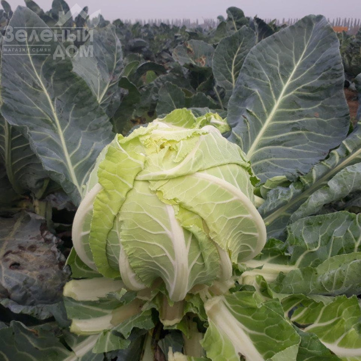 Ардент F1 / Ardent F1,80-85 днів фото 6