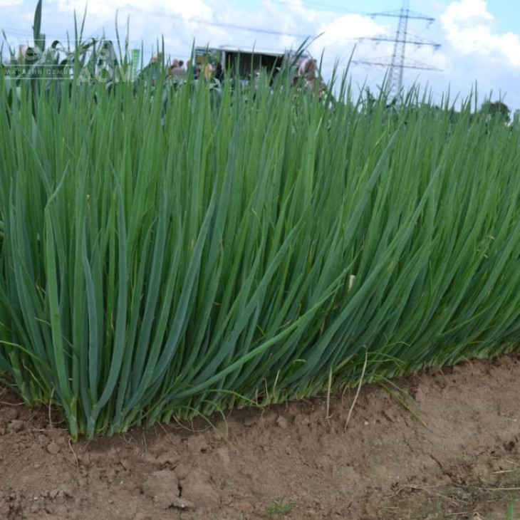 Леон F1 (TS 18-5714) / Leon F1 (TS 18-5714) фото 1