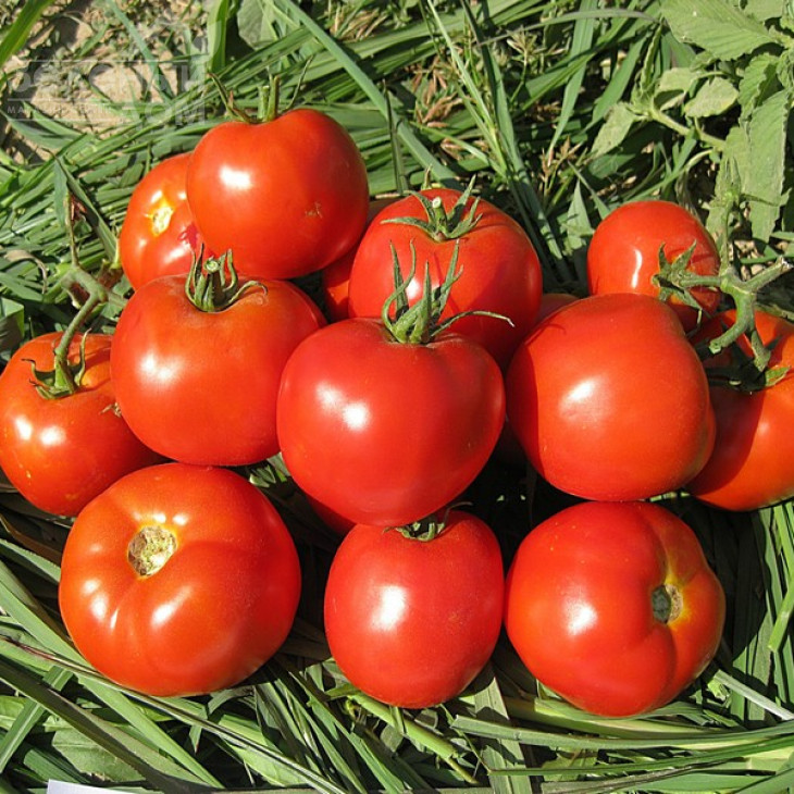 Імран F1 / Imran F1,95-100 днів фото 2