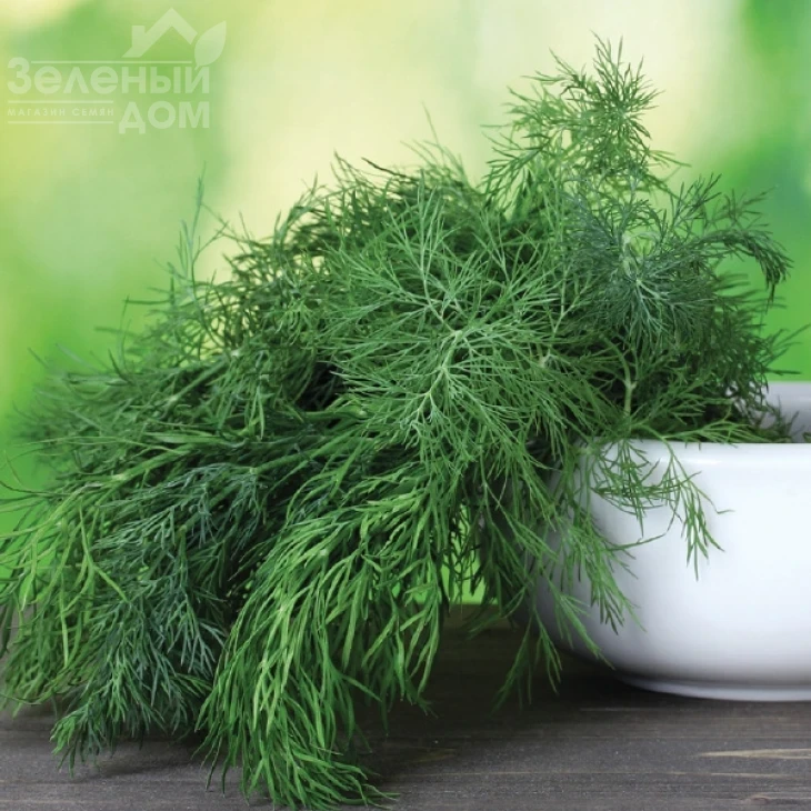 Дилл / Dill фото 1