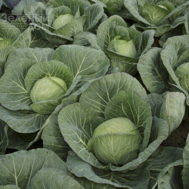 Болерома F1 / Boleroma F1,60-75 дней фото 2