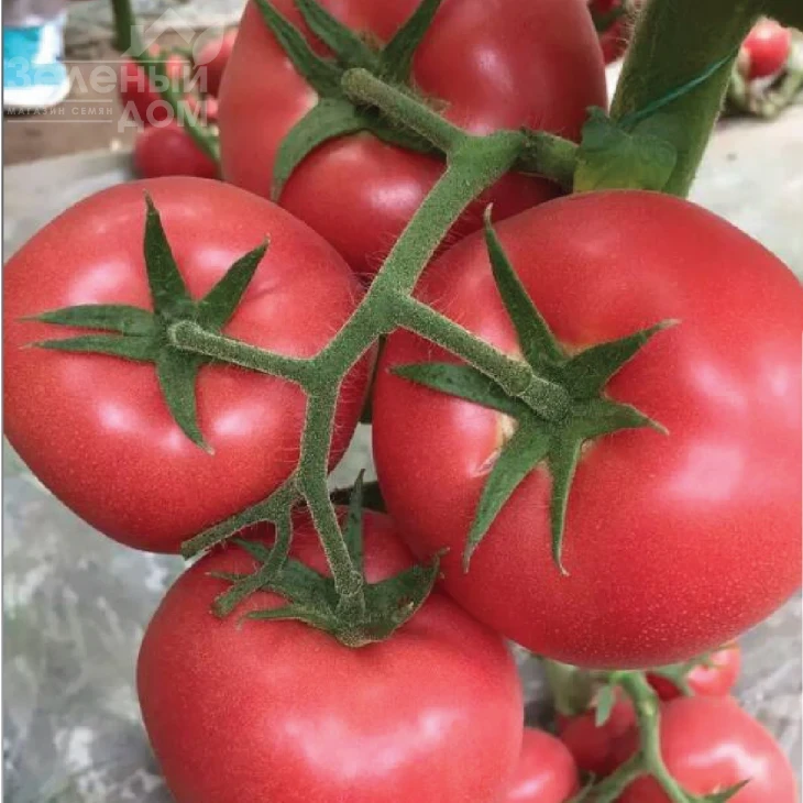 Ризотта F1 / Rizzota F1 фото 1