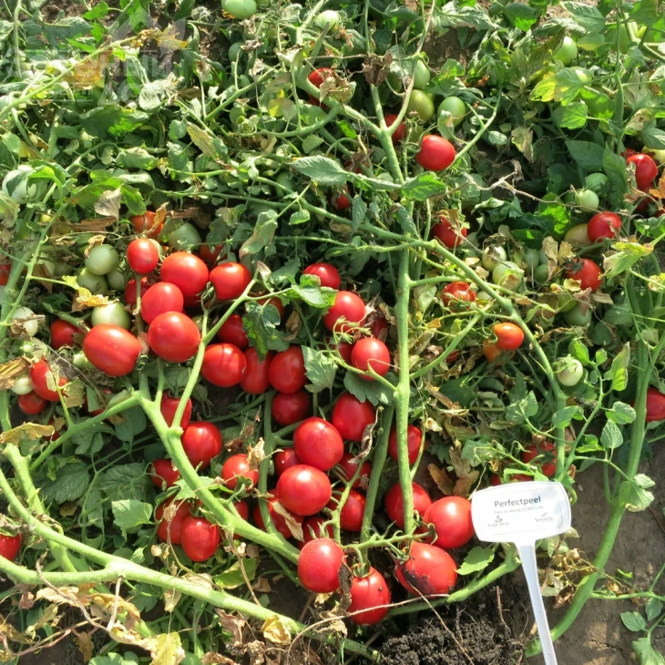 Перфектпил F1 / Perfectpeel F1,60 - 65 дней фото 3