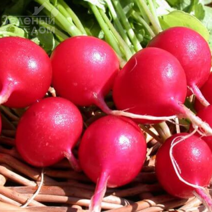 Сакса 2 / Saxa 2,25-30 днів фото 2