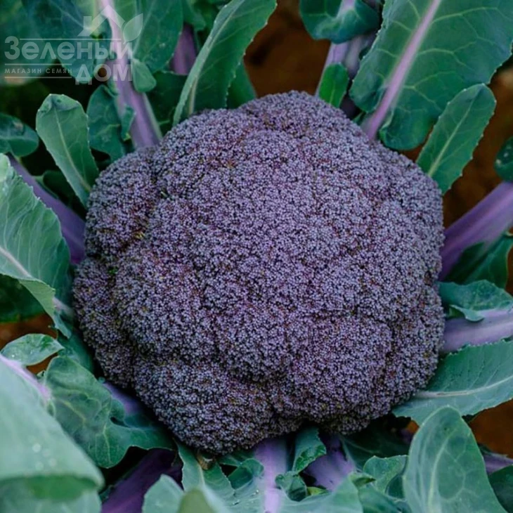 Пьорпл Меджик F1 / Purple Magic F1, 70-85 дней фото 2